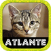 ATLANTE GATTI